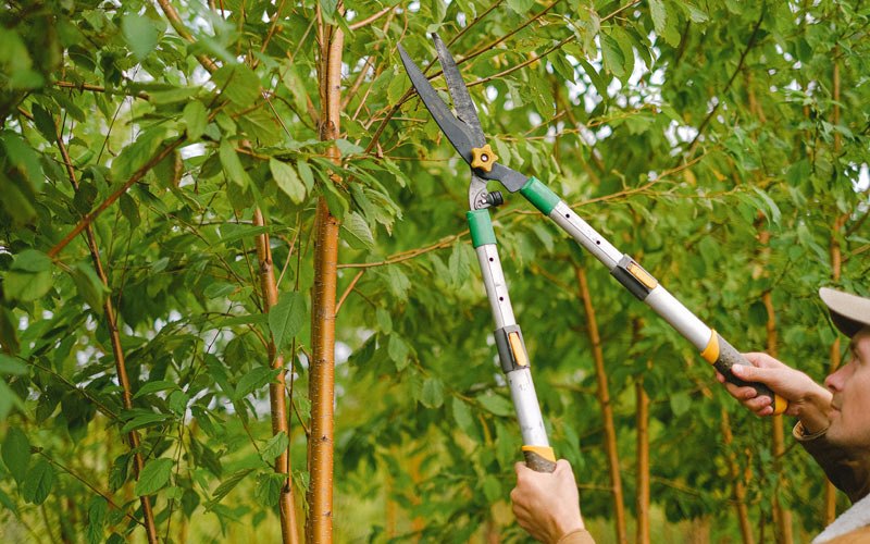 Tree trimming in Hazel Hurst, PA