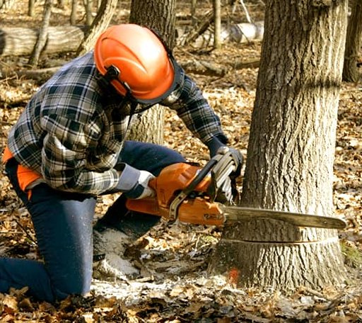 Tree Removal in Hazel Hurst, PA